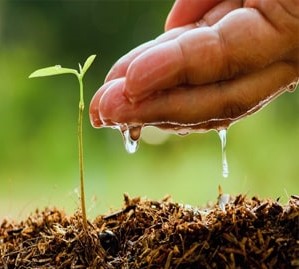 آبیاری مناسب برای گیاه آنغوزه ( هینگ )